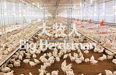 Indonesia Broiler Breeder Project