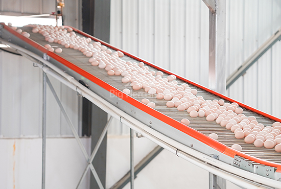 Egg conveyor